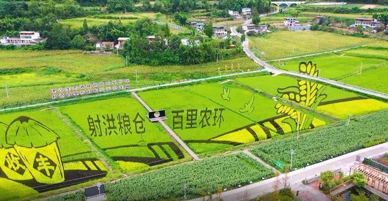 射洪花海最新资讯，赏花攻略与活动参与指南