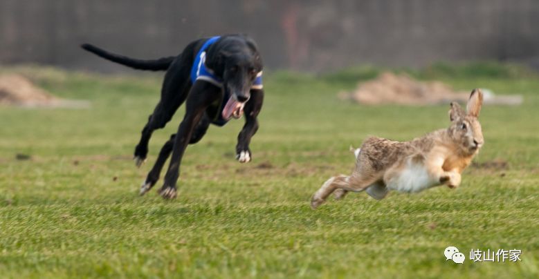 探索猎犬神秘夜猎世界，最新狗夜间撵兔视频独家呈现