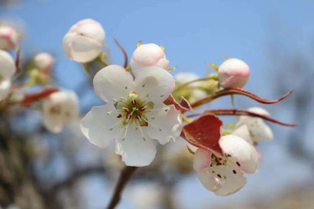 梨花属于什么生肖,定性解析明确评估_环保版61.967