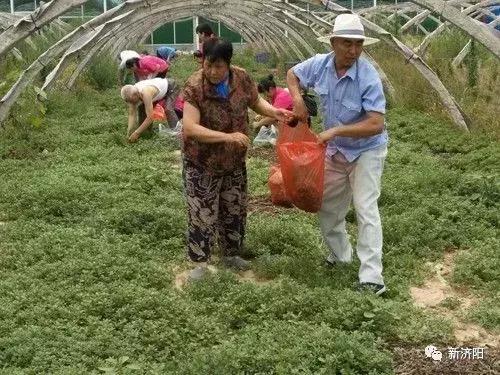 济阳城市之星启航新征程，最新动态揭晓梦想之光
