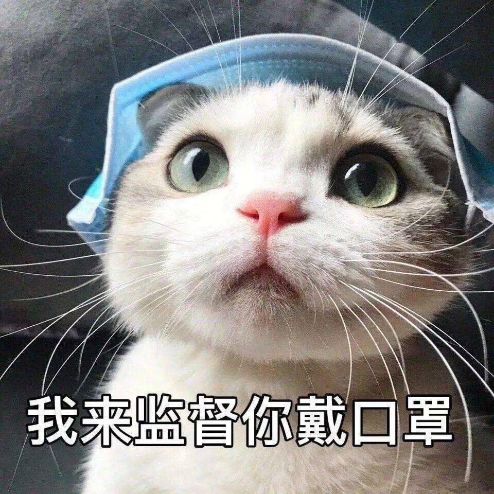 最新国漫猫,最新国漫猫，小巷中的猫之天堂