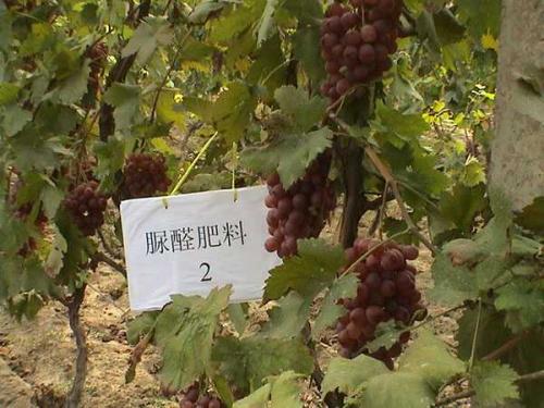 最新葡萄专用肥料，助力葡萄园迎欢乐时光
