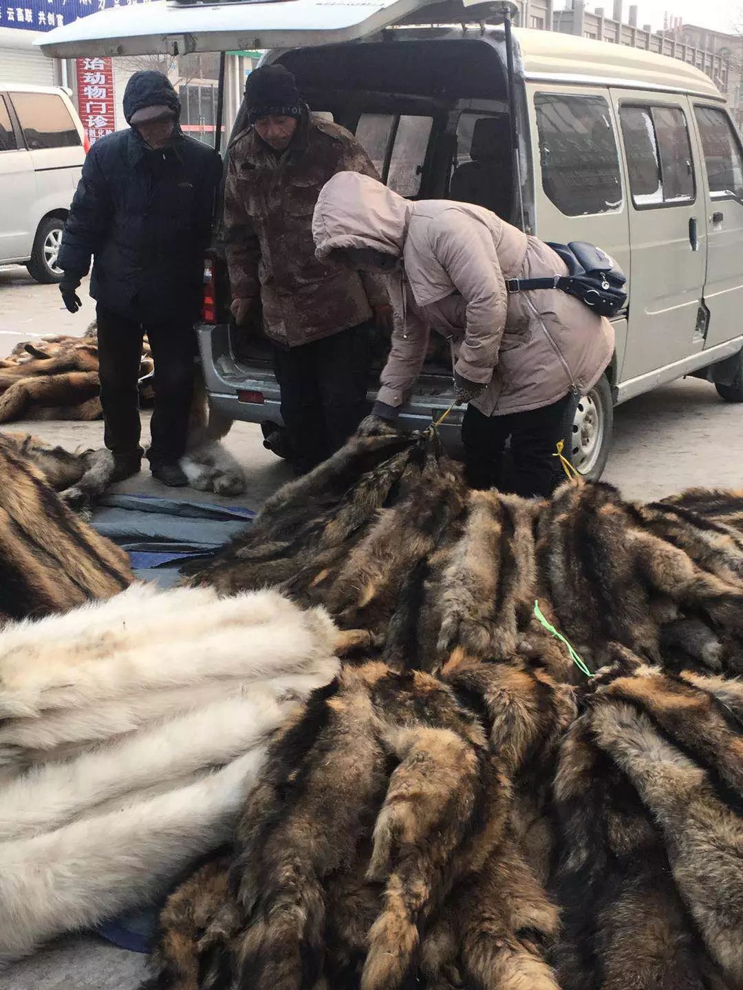河北皮毛行情深度探索，巷弄深处的皮毛秘境