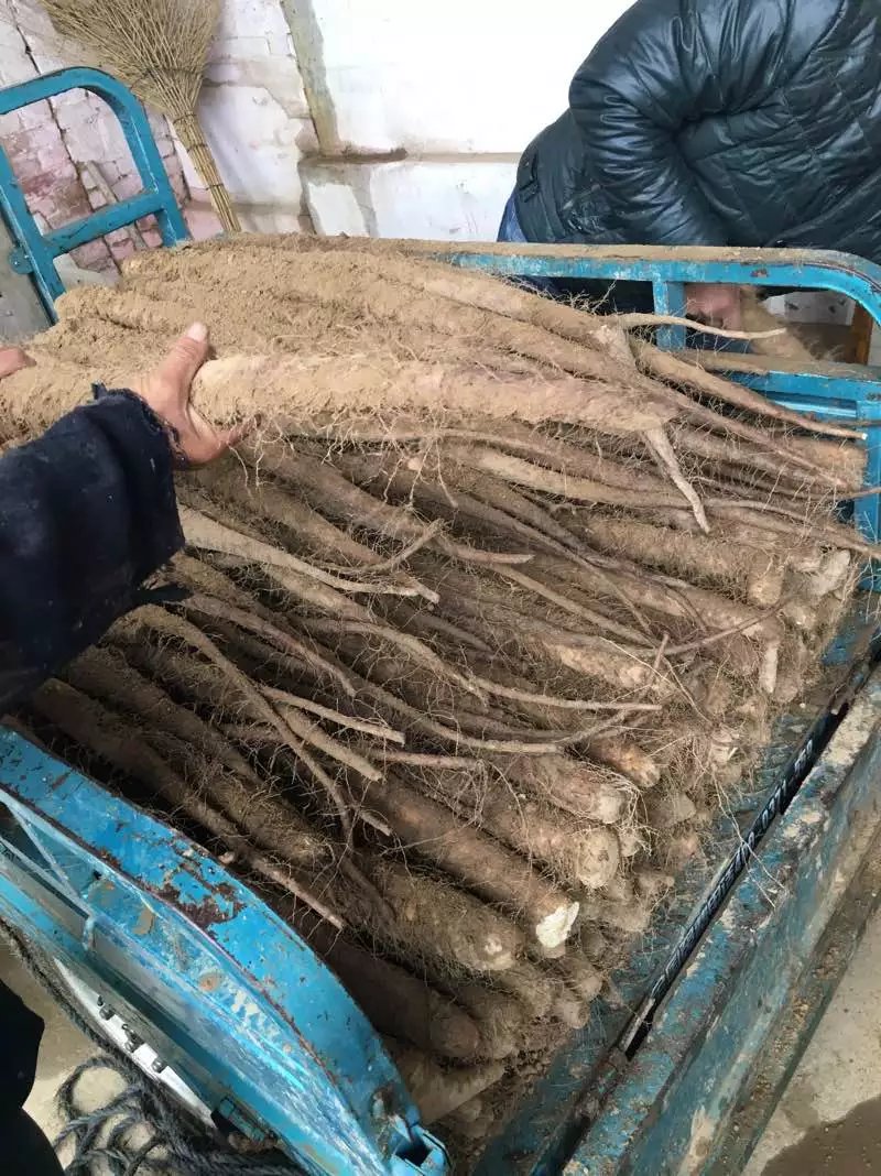 河北山药价格最新动态更新