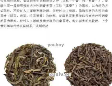 猫爪草价格多少钱一斤,猫爪草，触摸自然的科技魔法，价格背后的非凡体验
