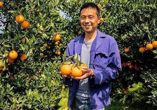老橙子最新动态探索，橙子世界的更新与变化